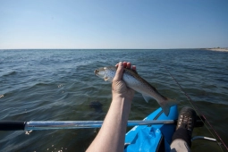 My first spring trout My first spring trout