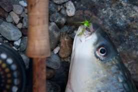A Green Avenger on a tube A Green Avenger on a tube