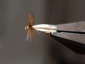 Mallard wing Mallard wing