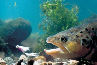 Large brown trout Large brown trout