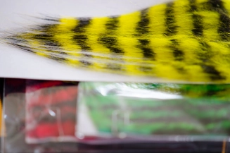 Zebra Goat Zebra Goat