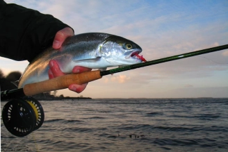 A fish from a good day A fish from a good day