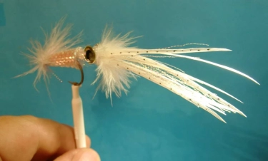 Hackle squid Hackle squid