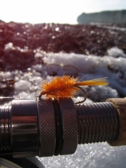 Glitter Shrimp Glitter Shrimp