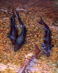 Hen and cock Hen and cock