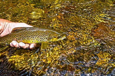 Native brown trout Native brown trout