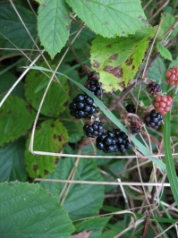 Other autumn joys Other autumn joys