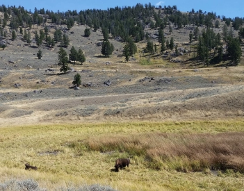 Single buffalo Single buffalo