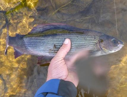 Decent grayling Decent grayling