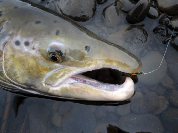 Kype and fly Kype and fly