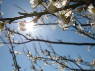 Apple flowers Apple flowers