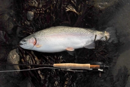 Small fly, big fish! Small fly, big fish!