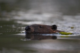 A regular visitor while fishing A regular visitor while fishing