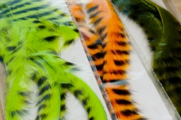 Barred rabbit Barred rabbit