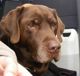 The Chocolate Labrador The Chocolate Labrador