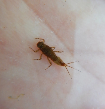 BWO nymph BWO nymph