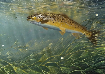 Chalk Stream Trout Chalk Stream Trout