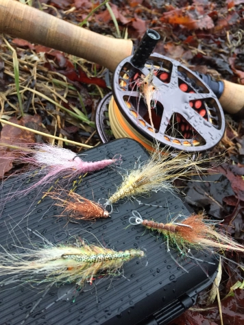 A shrimp family A shrimp family