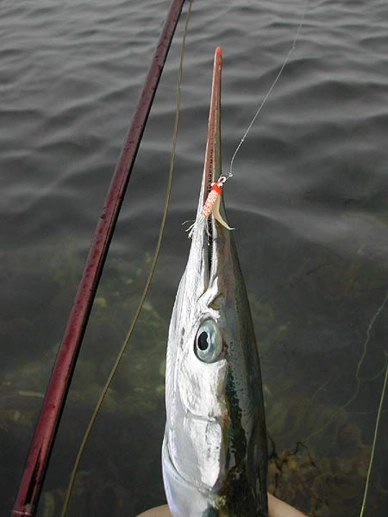 A garfish has taken a Gotcha A garfish has taken a Gotcha