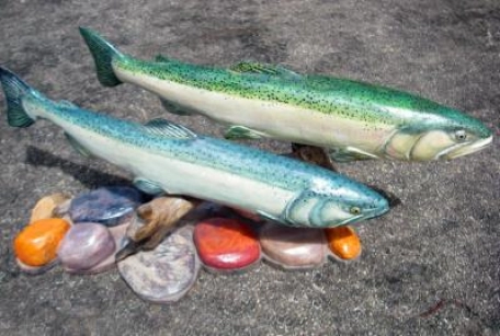 Steelead and Chinook Salmon in the river Steelead and Chinook Salmon in the river