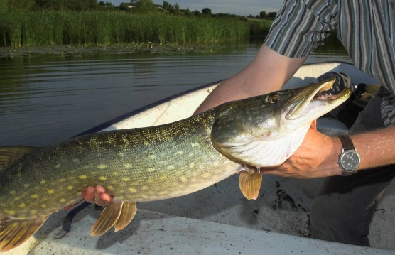 Landing pike - image Landing pike - image
