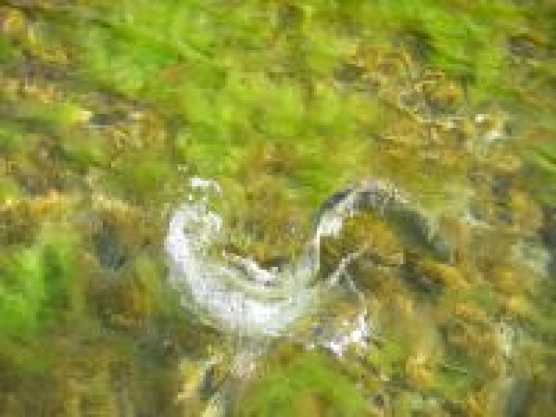 Cat days? - image Cat days? - image