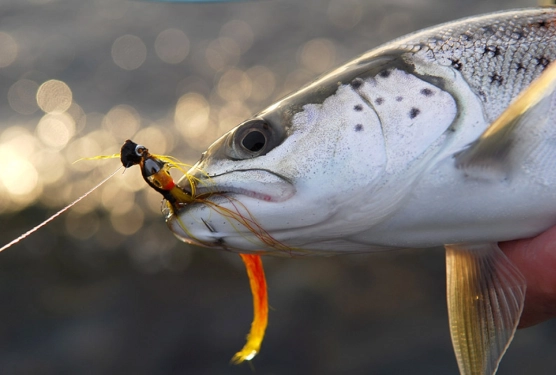 Jiggy fish Jiggy fish