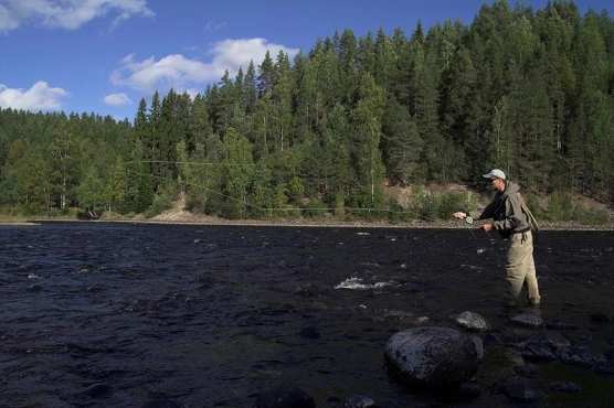 Trees as a background Trees as a background