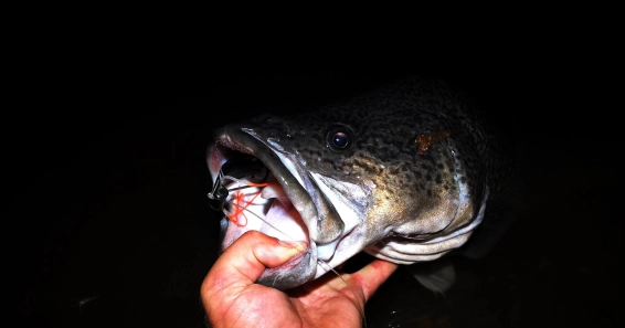 Big mouth, big flies Big mouth, big flies