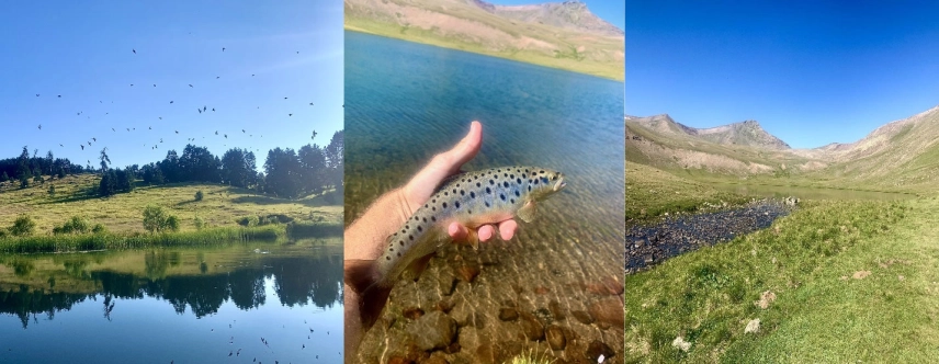 Abant Trout Abant Trout