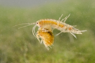 Gammaridae