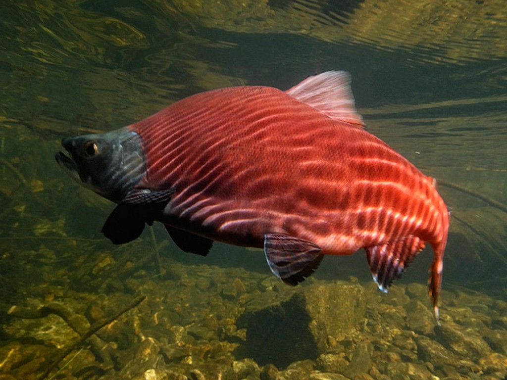 Kokanee Salmon Â©Graham Owen