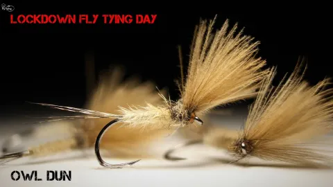 Video thumb for Owl Dun