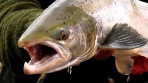 Video thumb for Fly Fishing the Midfjardará River in Iceland for Atlantic Salmon - Fly Nation TV Preview