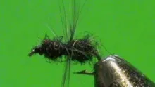 Video thumb for Fur Ant