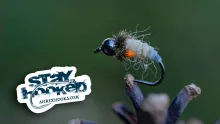 Video thumb for Hairy Grayling Bug