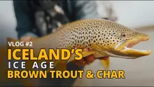 Video thumb for Iceland's Ice Age Brown Trout and Char