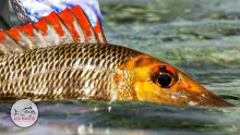 Video thumb for Ningaloo Reef