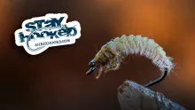 Video thumb for Caddis Larva 