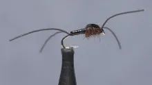 Video thumb for Early Black Stonefly Nymph