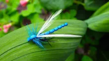 Video thumb for Adult Damsel Fly