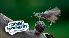 Video thumb for Egg Laying Fluttering Caddis