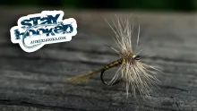 Video thumb for Yellow Mayfly