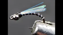 Video thumb for Blue-Wing Midge