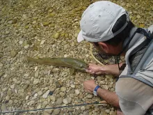 User submitted picture: beautiful brown trout on ...