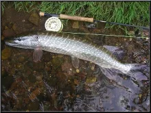User submitted picture: Pike taken with a white s...