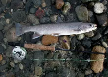 User submitted picture: Fall Dolly Varden on Purp...