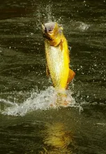 User submitted picture: First of many jumps......