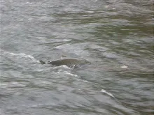 User submitted picture: Spawning fish. I'm not s...