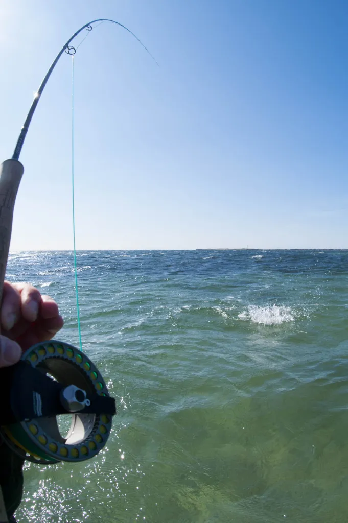 DIY POV - It takes some nerve to shoot a fight yourself while the fish is struggling to get off at close range, but the result can be worth it